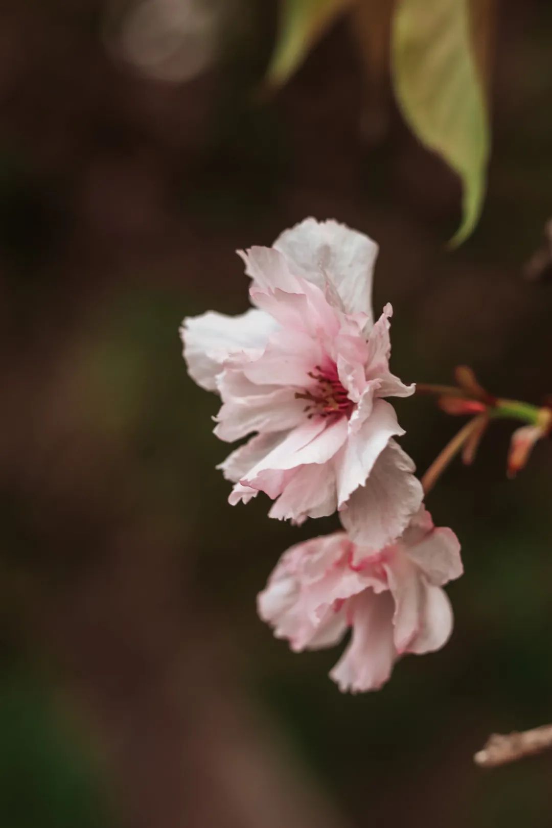 八月如花，犹梦剩夏