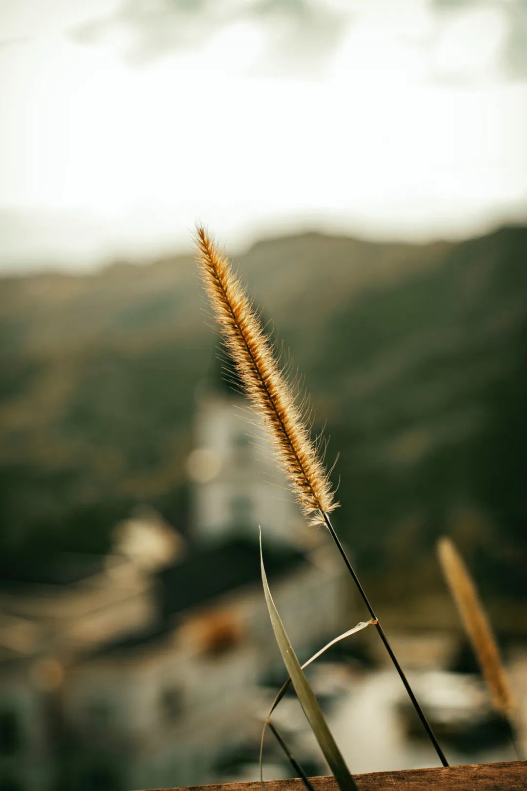 七言:世间皆苦,唯有自渡